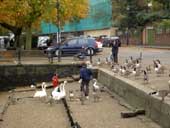 Feeding the swans and geese