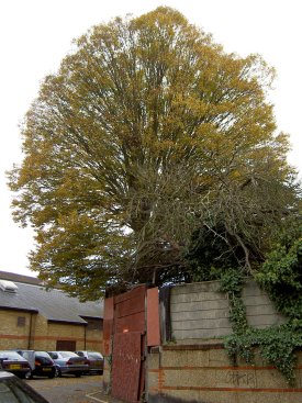 Hornbeam, 30 Oct 04