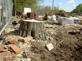 Hornbeam stump, 9 April 05