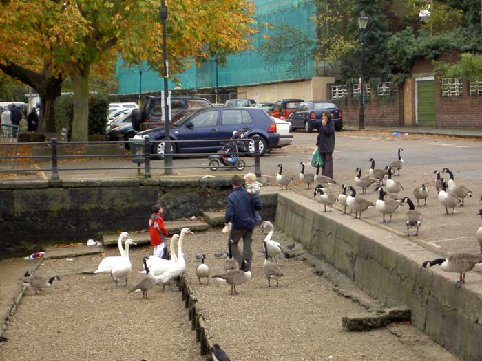 Feeding the birds