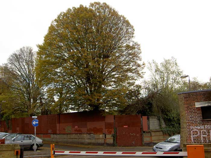 North west corner of the site